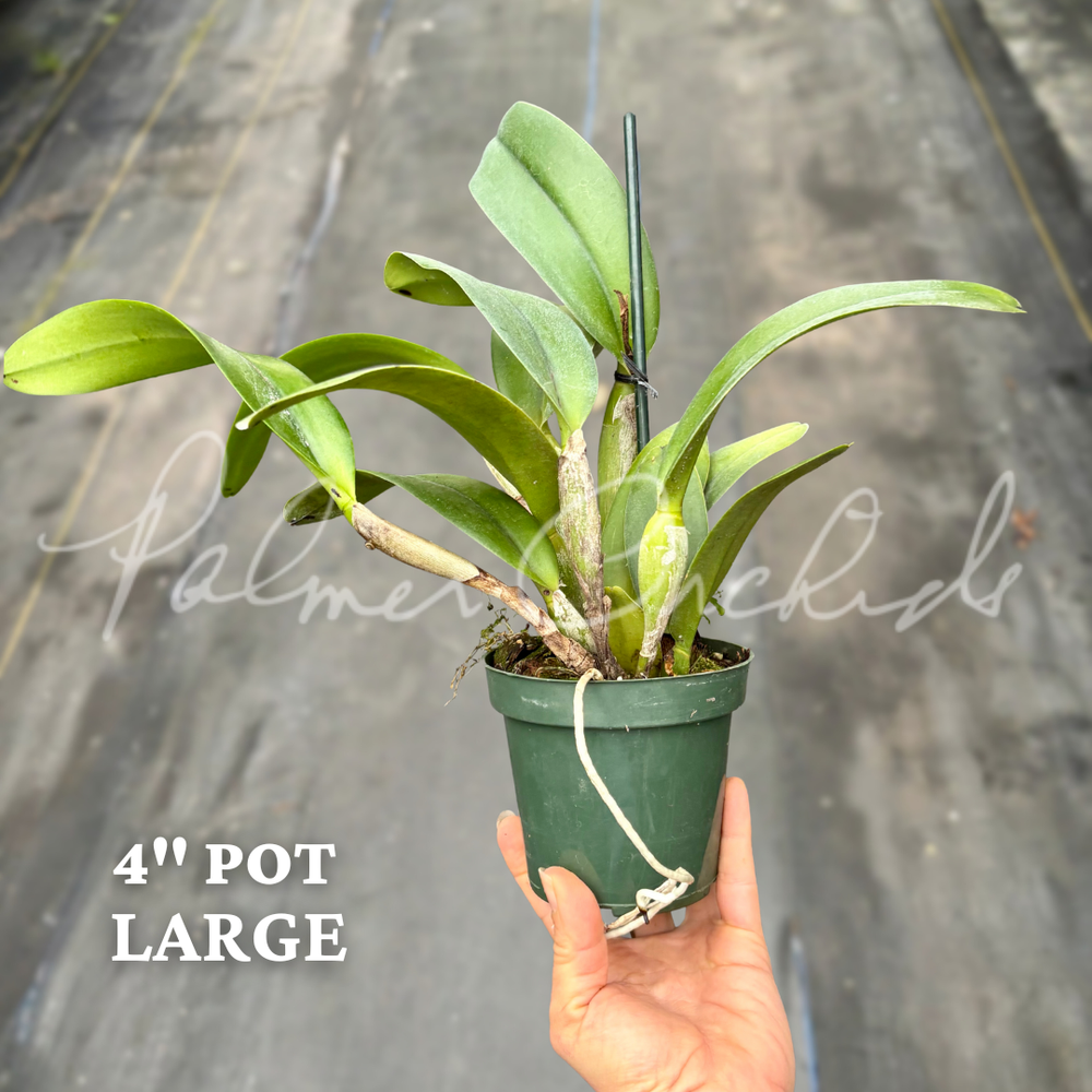 Rth. Hawaii Island Mint — Palmer Orchids